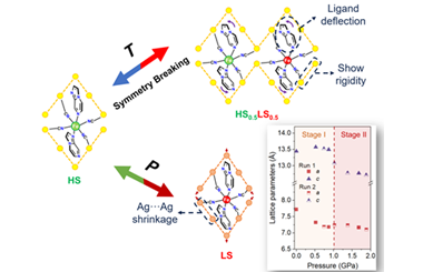 Spin-state switching driven by divergent structural evolutions in a 3D spin-crossover material 2026.100941